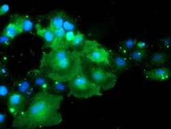 Invitrogen DOK7 Monoclonal Antibody (OTI1A9) 100 &mu;L; Unconjugated:Antibodies,