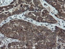 Invitrogen DOK7 Monoclonal Antibody (OTI1A9) 100 &mu;L; Unconjugated:Antibodies,