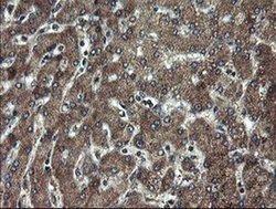Invitrogen DOK7 Monoclonal Antibody (OTI1A9) 100 &mu;L; Unconjugated:Antibodies,