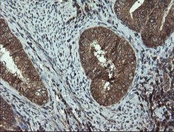 Invitrogen DOK7 Monoclonal Antibody (OTI1A9) 100 &mu;L; Unconjugated:Antibodies,