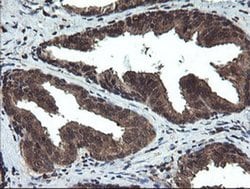 Invitrogen DOK7 Monoclonal Antibody (OTI1A9) 100 &mu;L; Unconjugated:Antibodies,