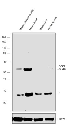 Invitrogen DOK7 Monoclonal Antibody (OTI1A9) 100 &mu;L; Unconjugated:Antibodies,