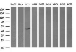 Invitrogen DOK7 Monoclonal Antibody (OTI1A9) 100 &mu;L; Unconjugated:Antibodies,