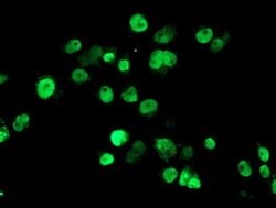 Invitrogen SENP2 Monoclonal Antibody (OTI1H2) 100 &mu;L | Buy Online | Invitrogen&trade; | Fisher Scientific
