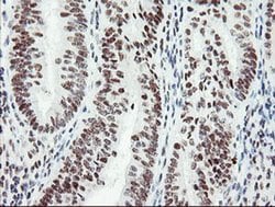 Invitrogen SENP2 Monoclonal Antibody (OTI1H2) 100 &mu;L | Buy Online | Invitrogen&trade; | Fisher Scientific