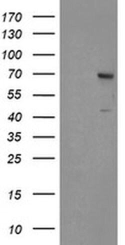 Invitrogen SENP2 Monoclonal Antibody (OTI1H2) 100 &mu;L | Buy Online | Invitrogen&trade; | Fisher Scientific