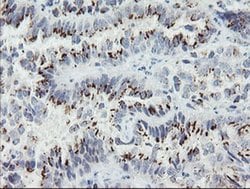 Invitrogen ACBD3 Monoclonal Antibody (OTI3E7) 100 &mu;L; Unconjugated:Anticuerpos
