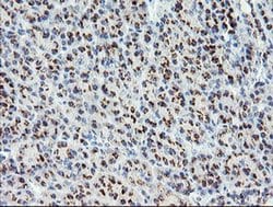 Invitrogen ACBD3 Monoclonal Antibody (OTI3E7) 100 &mu;L; Unconjugated:Anticuerpos