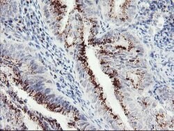 Invitrogen ACBD3 Monoclonal Antibody (OTI3E7) 100 &mu;L; Unconjugated:Anticuerpos