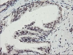 Invitrogen MLF2 Monoclonal Antibody (OTI1E3) 100 &mu;L; Unconjugated:Antibodies,