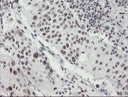Invitrogen MLF2 Monoclonal Antibody (OTI1E3) 100 &mu;L; Unconjugated:Antibodies,