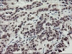 Invitrogen MLF2 Monoclonal Antibody (OTI1E3) 100 &mu;L; Unconjugated:Antibodies,