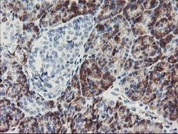 Invitrogen PPIL6 Monoclonal Antibody (OTI4F2) 100 &mu;L; Unconjugated:Antibodies,