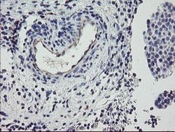Invitrogen PPIL6 Monoclonal Antibody (OTI4F2) 100 &mu;L; Unconjugated:Antibodies,