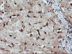Invitrogen GIMAP4 Monoclonal Antibody (OTI1C6) 100 &mu;L; Unconjugated:Antibodies,