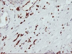 Invitrogen GIMAP4 Monoclonal Antibody (OTI1C6) 100 &mu;L; Unconjugated:Antibodies,