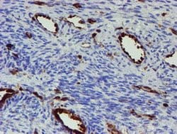 Invitrogen GIMAP4 Monoclonal Antibody (OTI1C6) 100 &mu;L; Unconjugated:Antibodies,