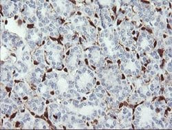 Invitrogen GIMAP4 Monoclonal Antibody (OTI1C6) 100 &mu;L; Unconjugated:Antibodies,