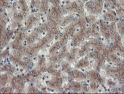 Invitrogen DPH2 Monoclonal Antibody (OTI4E7) 100 &mu;L | Buy Online | Invitrogen&trade; | Fisher Scientific