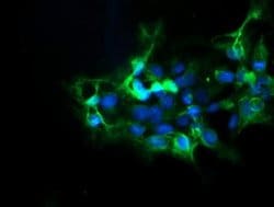 Invitrogen DPH2 Monoclonal Antibody (OTI3A12) 100 &mu;L; Unconjugated:Antibodies,