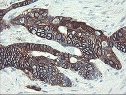 Invitrogen DPH2 Monoclonal Antibody (OTI3A12) 100 &mu;L; Unconjugated:Antibodies,