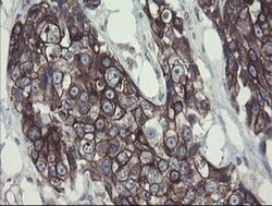 Invitrogen DPH2 Monoclonal Antibody (OTI3A12) 100 &mu;L; Unconjugated:Antibodies,