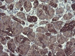 Invitrogen DPH2 Monoclonal Antibody (OTI3A12) 100 &mu;L; Unconjugated:Antibodies,