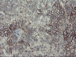 Invitrogen DPH2 Monoclonal Antibody (OTI3A12) 100 &mu;L; Unconjugated:Antibodies,