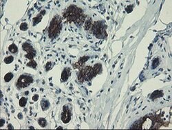 Invitrogen DPH2 Monoclonal Antibody (OTI3A12) 100 &mu;L; Unconjugated:Antibodies,