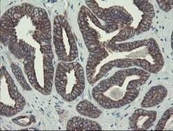 Invitrogen DPH2 Monoclonal Antibody (OTI3A12) 100 &mu;L; Unconjugated:Antibodies,