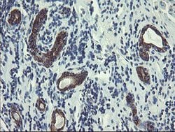 Invitrogen DPH2 Monoclonal Antibody (OTI3A12) 100 &mu;L; Unconjugated:Antibodies,
