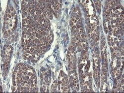 Invitrogen DPH2 Monoclonal Antibody (OTI3A12) 100 &mu;L; Unconjugated:Antibodies,