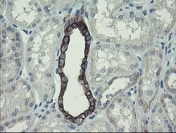 Invitrogen DPH2 Monoclonal Antibody (OTI3A12) 100 &mu;L; Unconjugated:Antibodies,