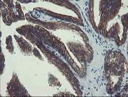 Invitrogen DPH2 Monoclonal Antibody (OTI3A12) 100 &mu;L; Unconjugated:Antibodies,
