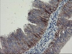 Invitrogen DPH2 Monoclonal Antibody (OTI3A12) 100 &mu;L; Unconjugated:Antibodies,