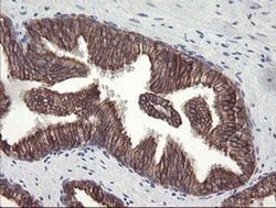 Invitrogen DPH2 Monoclonal Antibody (OTI2B12) 100 &mu;L; Unconjugated:Antibodies,