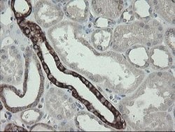 Invitrogen DPH2 Monoclonal Antibody (OTI2B12) 100 &mu;L; Unconjugated:Antibodies,