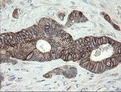 Invitrogen DPH2 Monoclonal Antibody (OTI2B12) 100 &mu;L; Unconjugated:Antibodies,