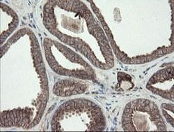 Invitrogen DPH2 Monoclonal Antibody (OTI2B12) 100 &mu;L; Unconjugated:Antibodies,