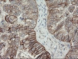 Invitrogen DPH2 Monoclonal Antibody (OTI2B12) 100 &mu;L; Unconjugated:Antibodies,