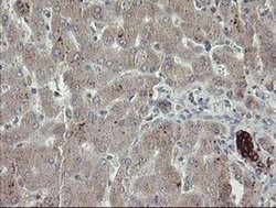 Invitrogen DPH2 Monoclonal Antibody (OTI2B12) 100 &mu;L; Unconjugated:Antibodies,