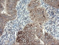 Invitrogen DPH2 Monoclonal Antibody (OTI2B12) 100 &mu;L; Unconjugated:Antibodies,