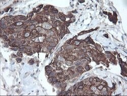 Invitrogen DPH2 Monoclonal Antibody (OTI2B12) 100 &mu;L; Unconjugated:Antibodies,