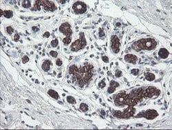 Invitrogen DPH2 Monoclonal Antibody (OTI2B12) 100 &mu;L; Unconjugated:Antibodies,