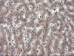 Invitrogen ACBD3 Monoclonal Antibody (OTI5F9) 100 &mu;L; Unconjugated:Antibodies,