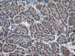 Invitrogen ACBD3 Monoclonal Antibody (OTI5F9) 100 &mu;L; Unconjugated:Antibodies,