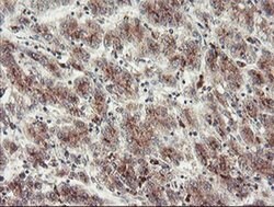 Invitrogen ACBD3 Monoclonal Antibody (OTI5F9) 100 &mu;L; Unconjugated:Antibodies,