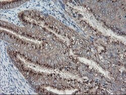 Invitrogen ACBD3 Monoclonal Antibody (OTI5F9) 100 &mu;L; Unconjugated:Antibodies,