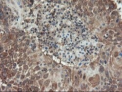 Invitrogen ACBD3 Monoclonal Antibody (OTI5F9) 100 &mu;L; Unconjugated:Antibodies,