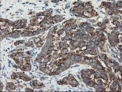 Invitrogen ACBD3 Monoclonal Antibody (OTI5F9) 100 &mu;L; Unconjugated:Antibodies,